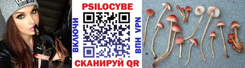 Галлюциногенные грибы Psilocybe  Тайга 